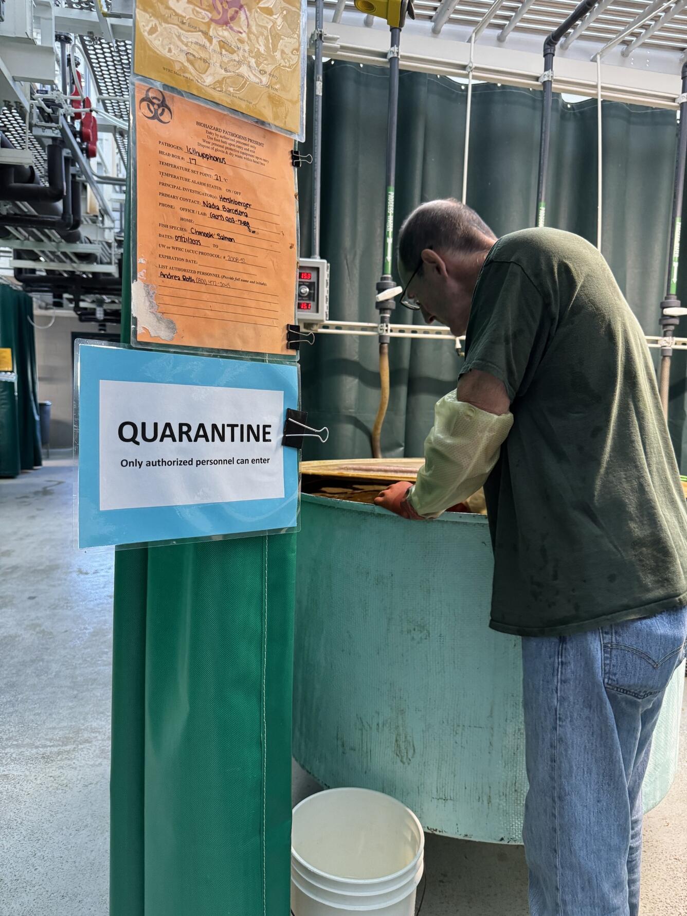 Scientist, Paul Hershberger, leans over a green tank of fish in the Seattle wet lab