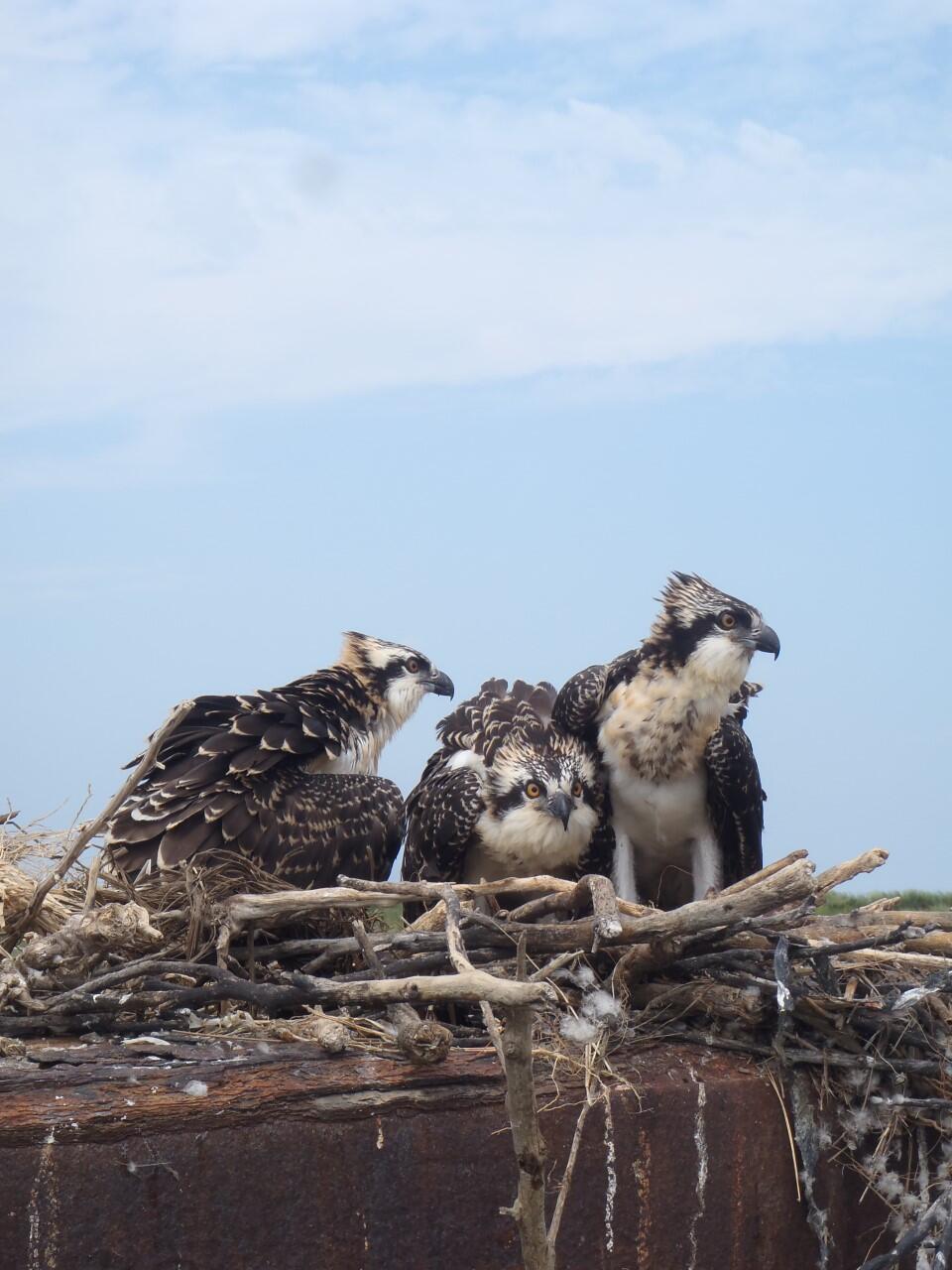 Assessing exposure to environmental contaminants in Chesapeake Bay ospreys