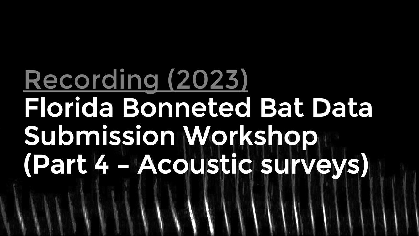 title card for Florida Bonneted Bat Data Submission Workshop (Part 4 Acoustic Surveys)