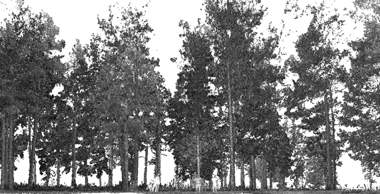 Black and white laser generated image of a forest, with a few people in the middle