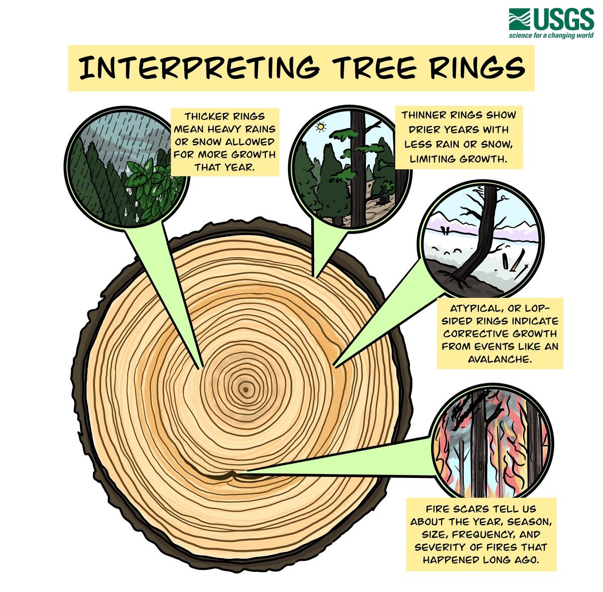Tree Rings U S Geological Survey Tree Rings U S Geological Survey