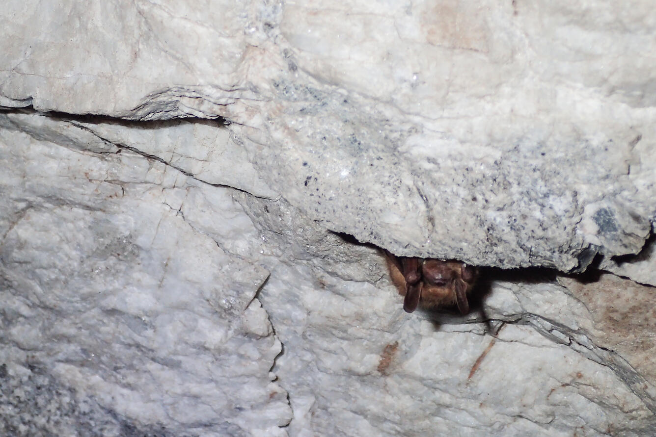 Tricolored bat hiding in an abandoned mine