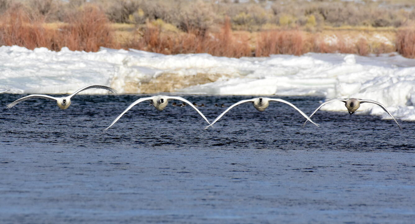Four trumpeter swans flying side-by-side over a pond