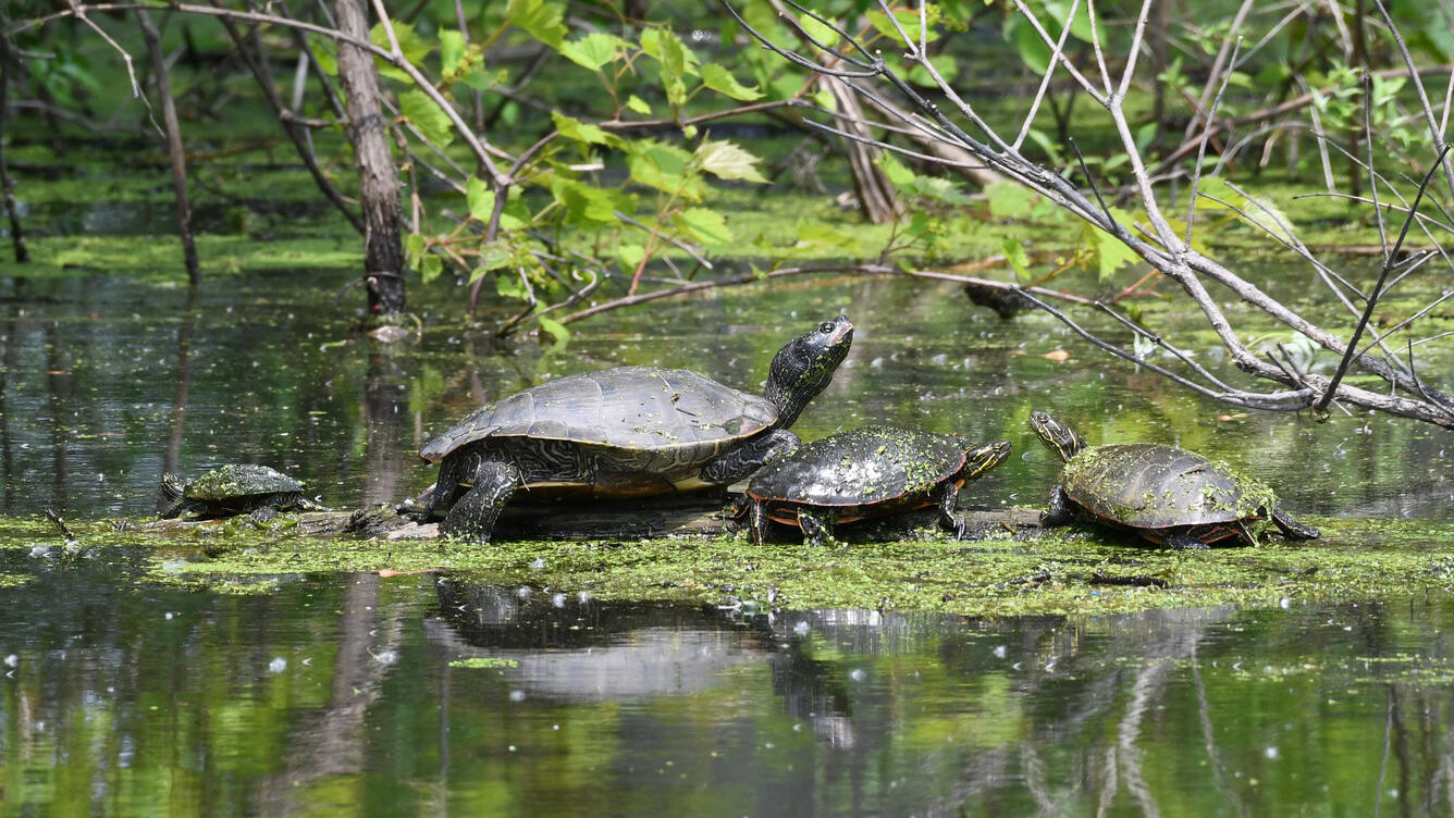 Turtles of different sizes sitting on a log in a pond
