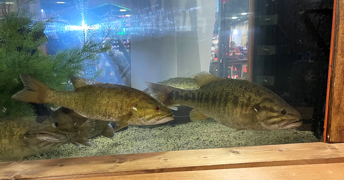 Two black bass (Micropterus spp.) caught during the 2026 Bassmaster Classic in Knoxville, TN held on the Tennessee River. The fish on the left is a smallmouth bass, the fish on the right is what is known by bass anglers as a “meanmouth,” which is a hybrid between Alabama bass (M. henshalli) and smallmouth bass (M. dolomieu).  Tom Miles, TTU PhD student