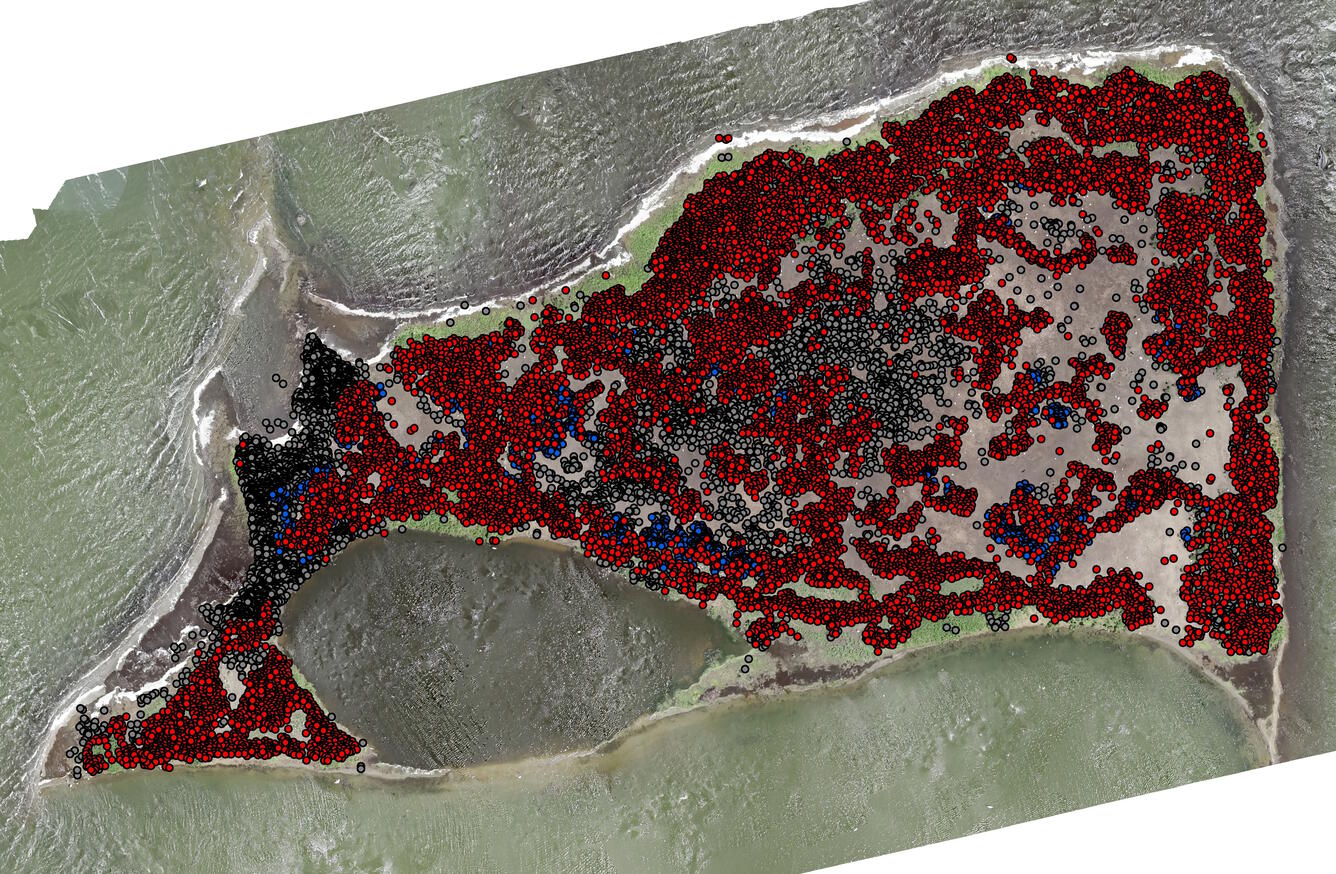 Feature extracted locations of ground-nesting waterbirds at Chase Lake derived from UAS acquired data