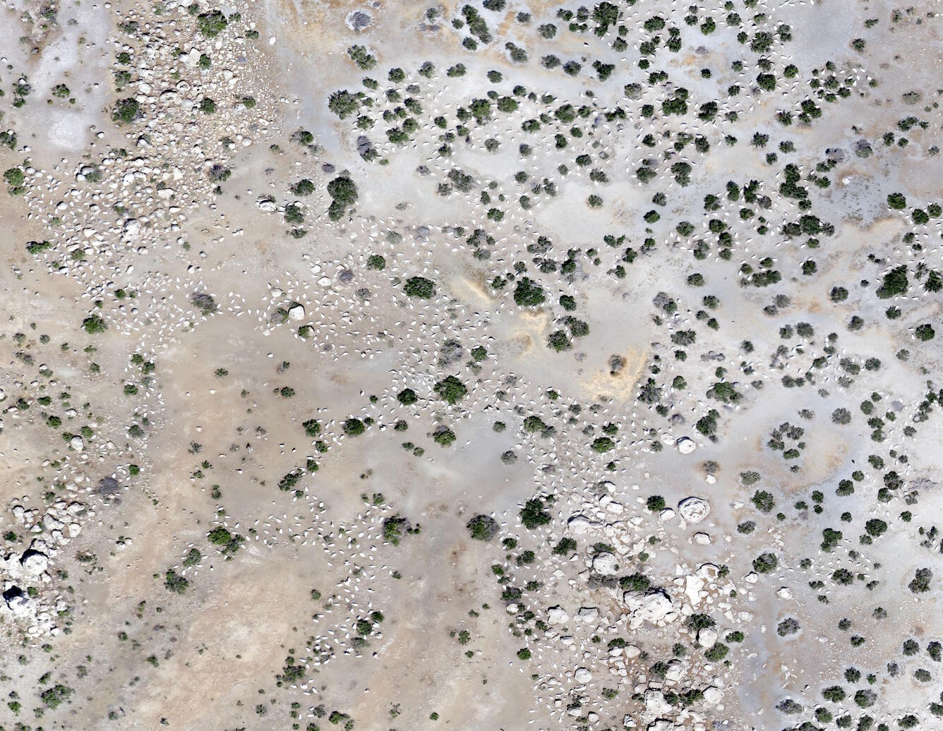 Image of Anaho Island taken at 300 feet from a natural color sensor mounted on a UAS