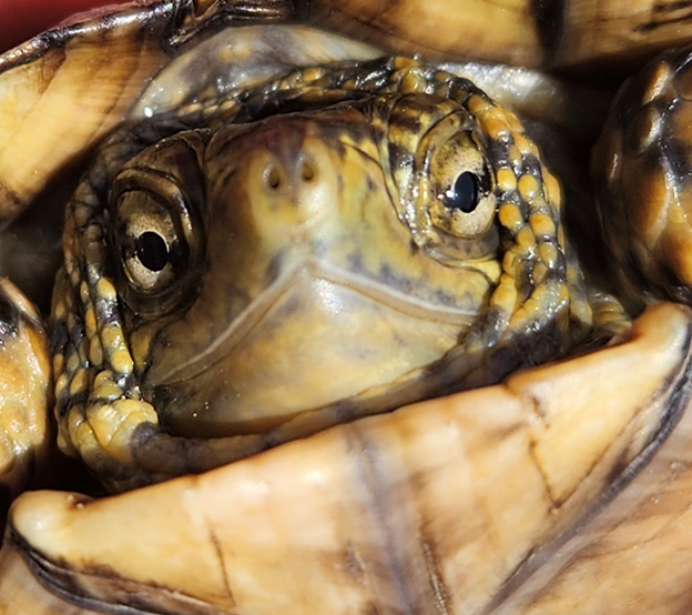 Juvenile Northwestern pond turtle