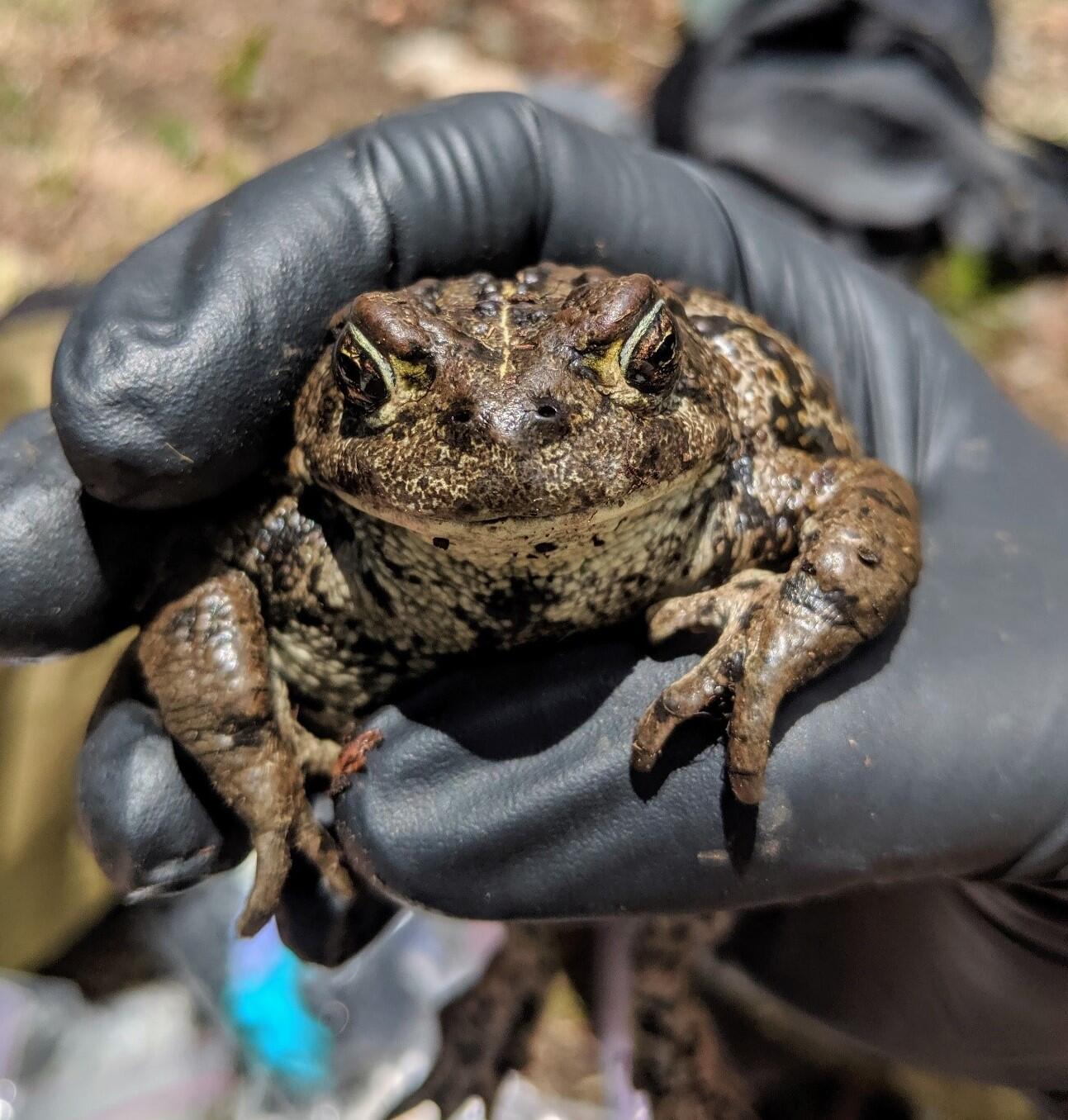 a gloved hand holds a toad, toad is facing straight into the camera