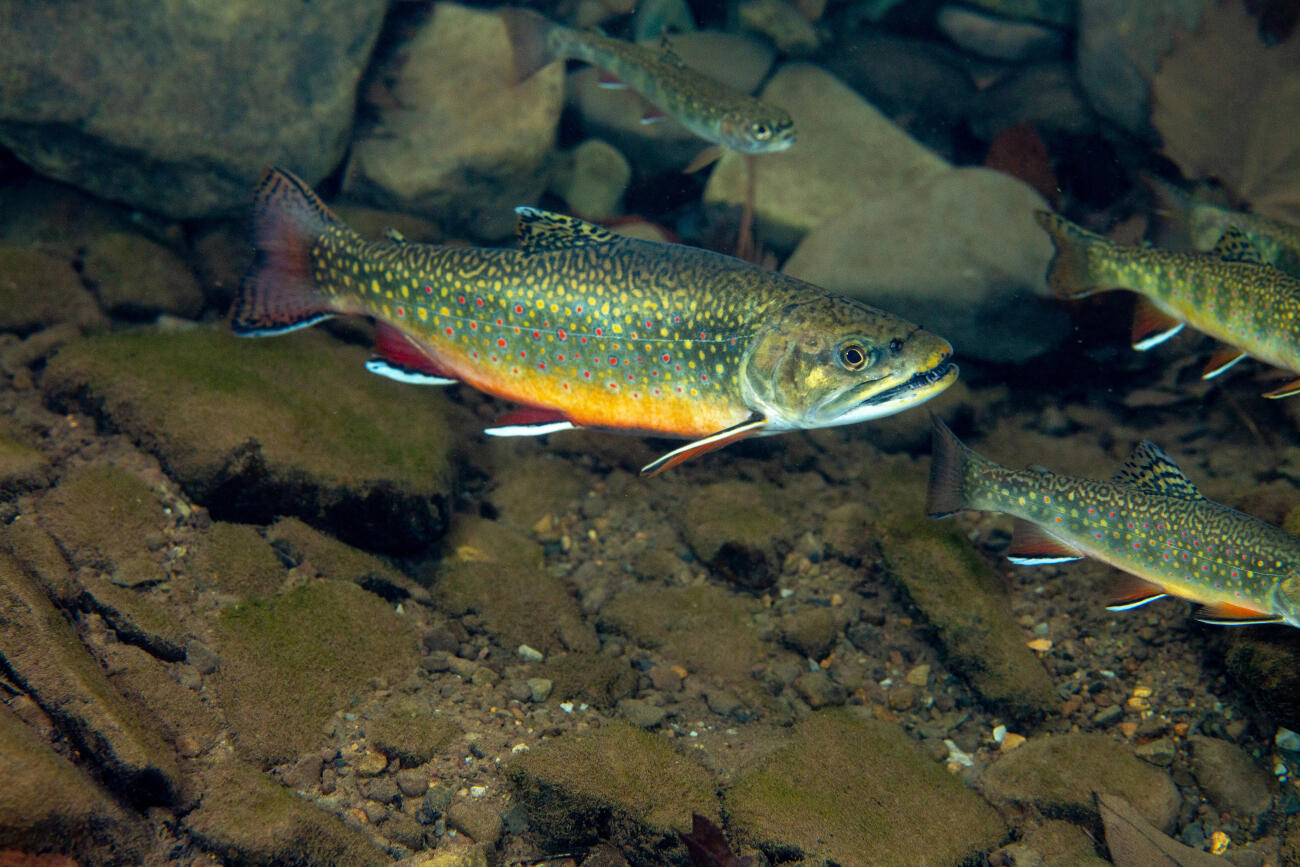 A bright green fish with a yellow stomach and red tail swims in a creek.