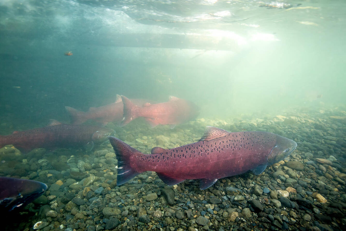 Chinook Salmon swim upstream to spawn in Alaska.