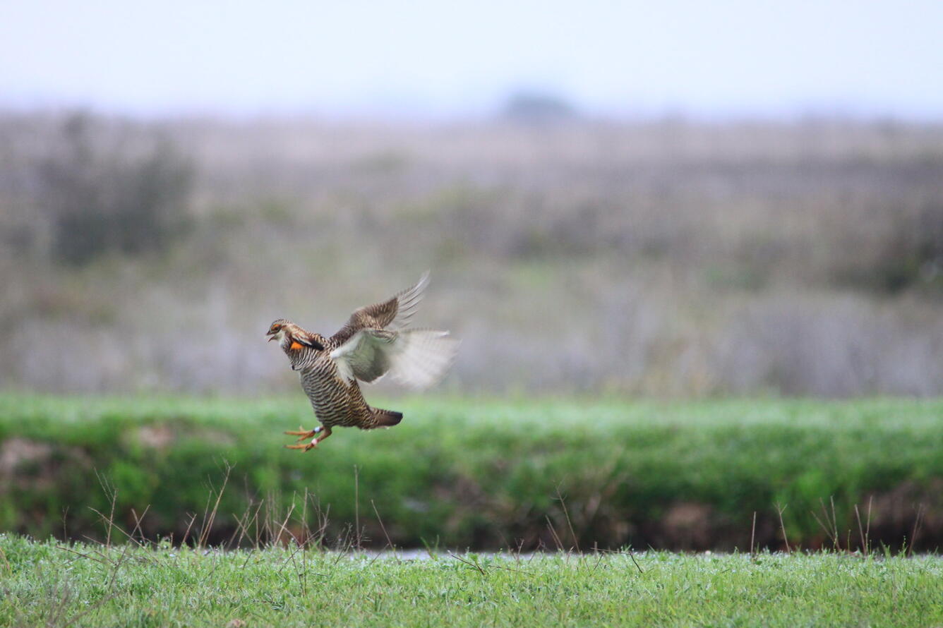 Attwater's prairie chicken dances at Attwater NWR