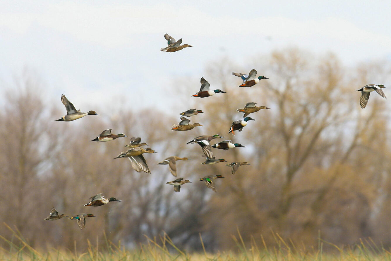 Ducks in flight at San Luis Refuge