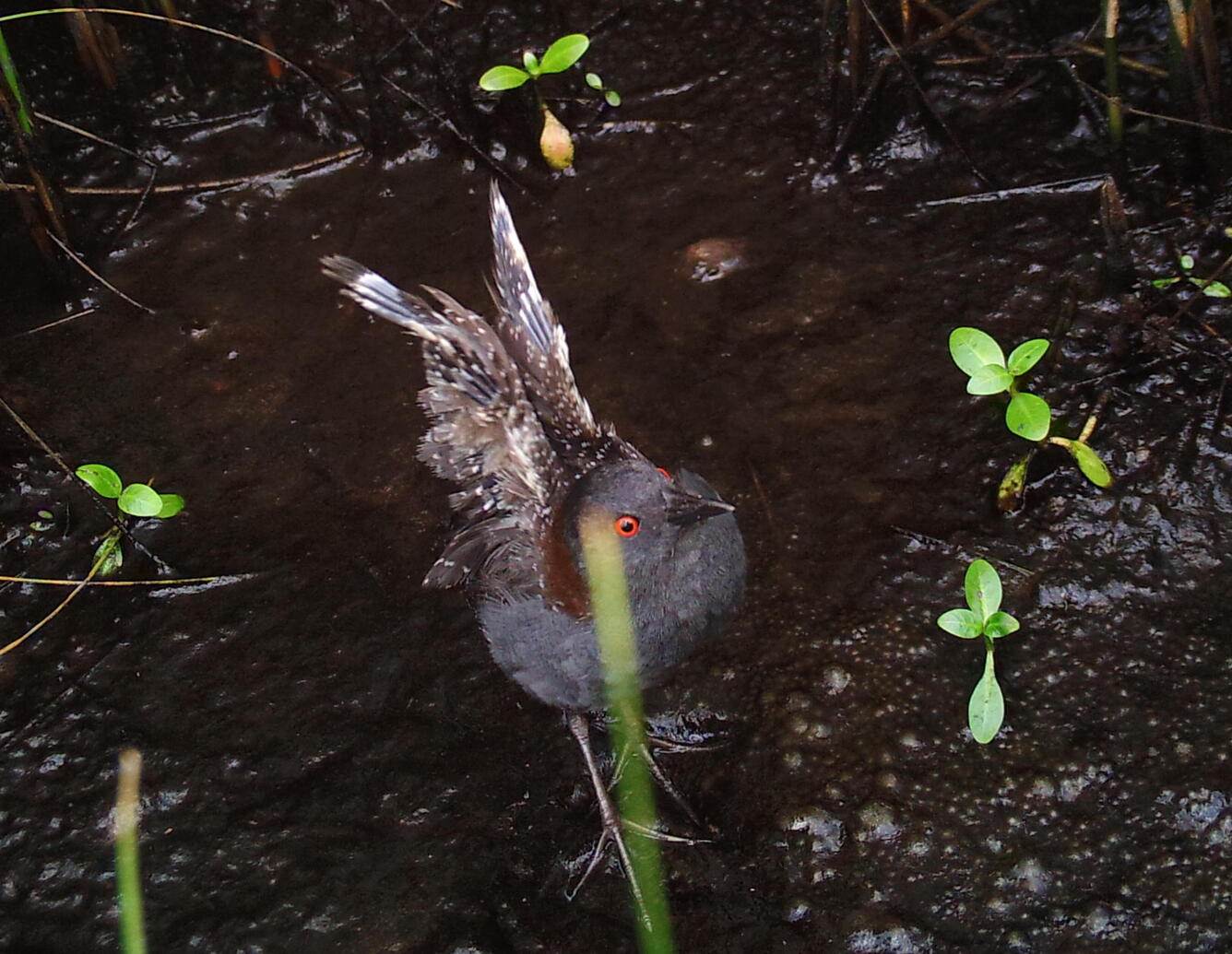 A male eastern black rail molting his feathers.