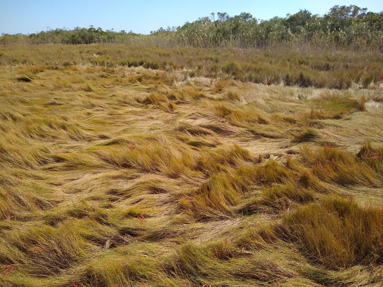 Upper salt marsh habitat of the eastern black rail.