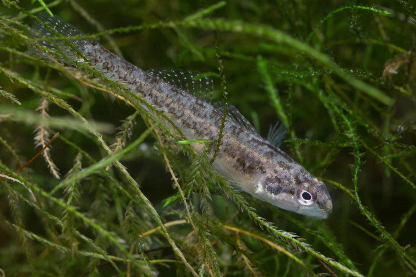 Close up photo of small narrow fish swimming among grasses