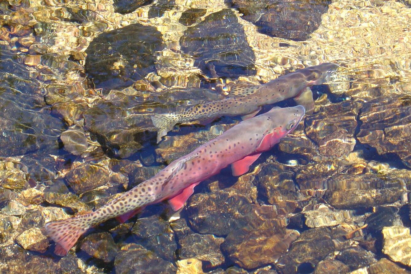 two fish swimming in a shallow stream with rocks and sand underneath