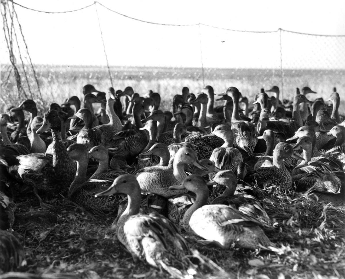 historical image shows many ducks in a banding trap at Johnson Lake in the 1950s