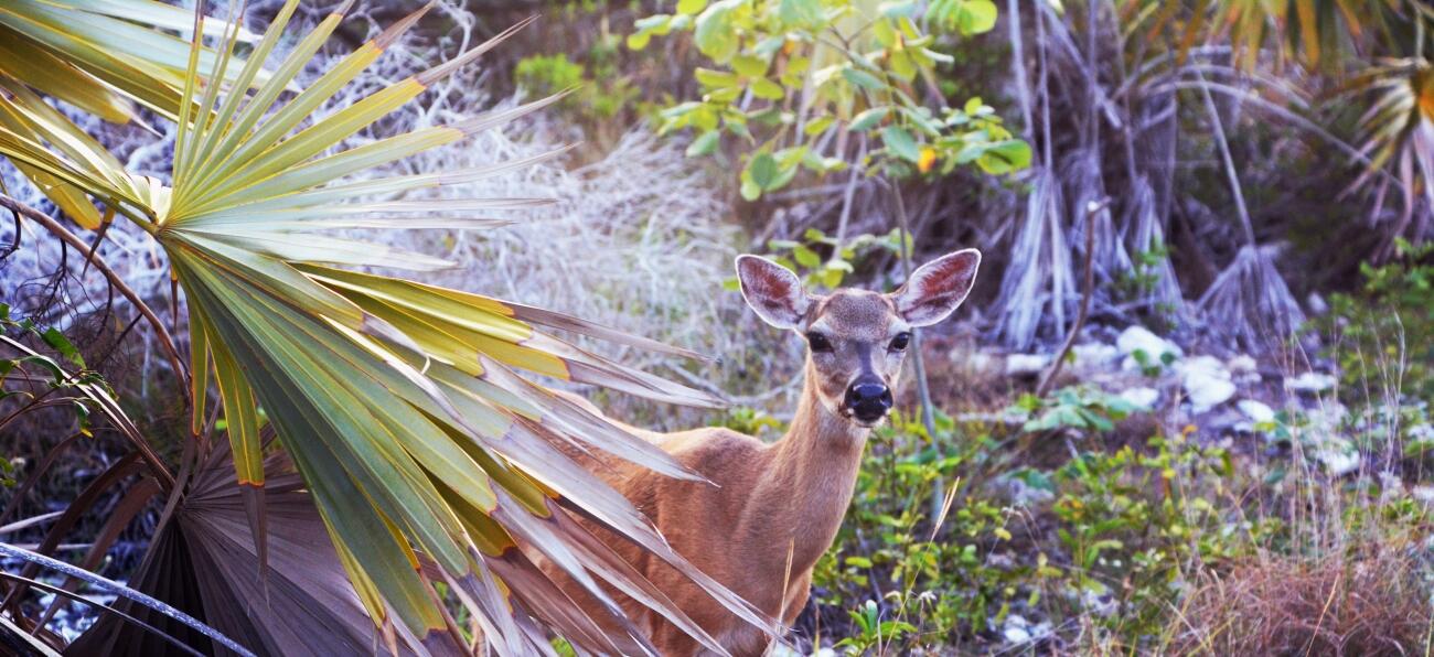 A key deer stands in brush