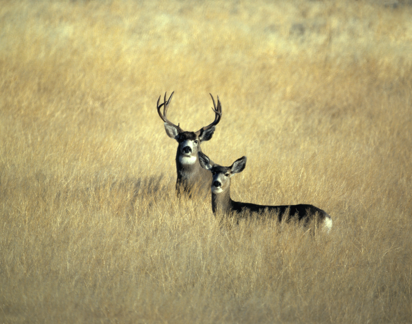 image of male and female mule deer in an open meadow.