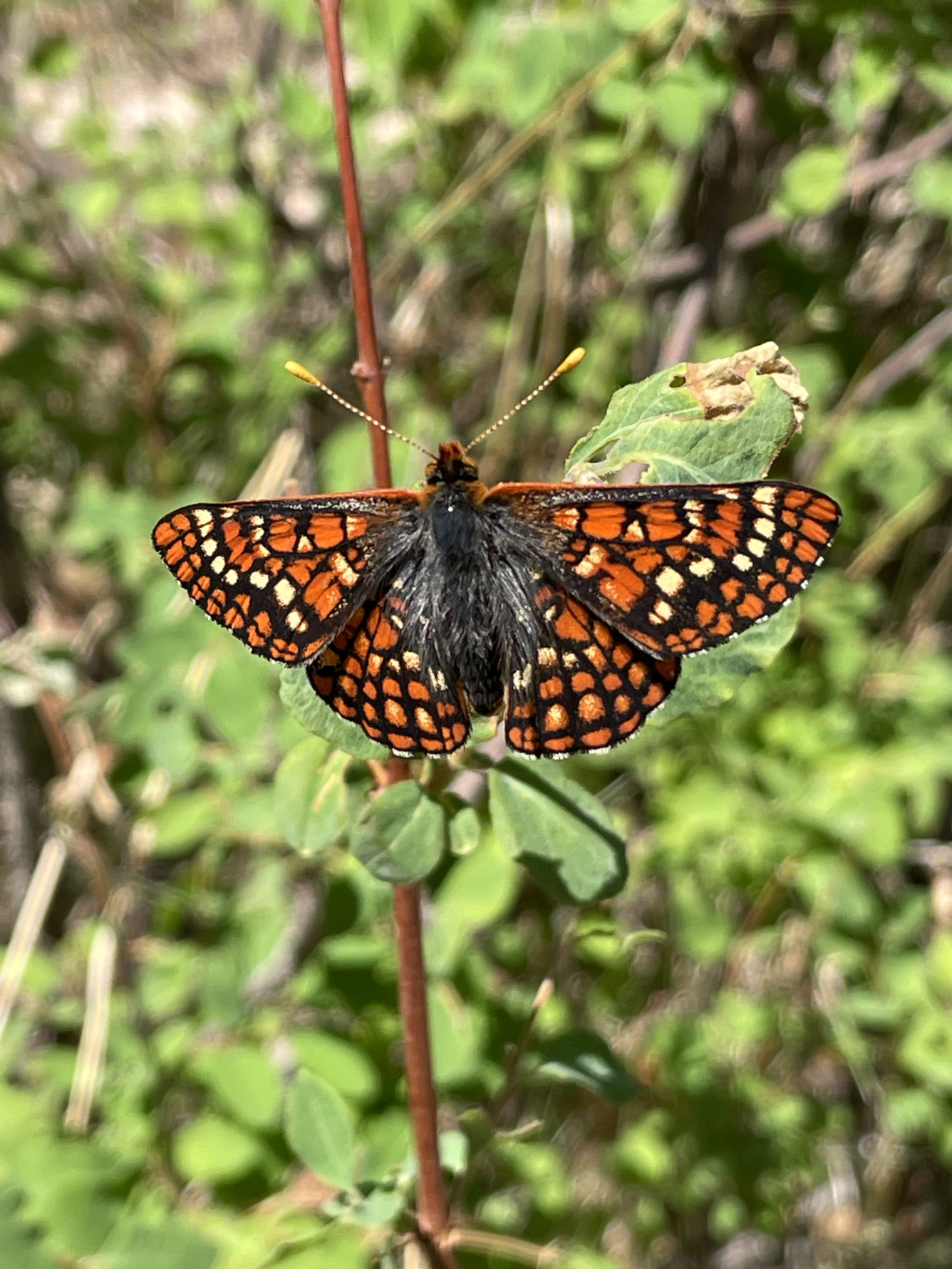 butterfly with orange and white dots within black wings Fuzzy black body and yellow antennas that look like narrow toothpicks