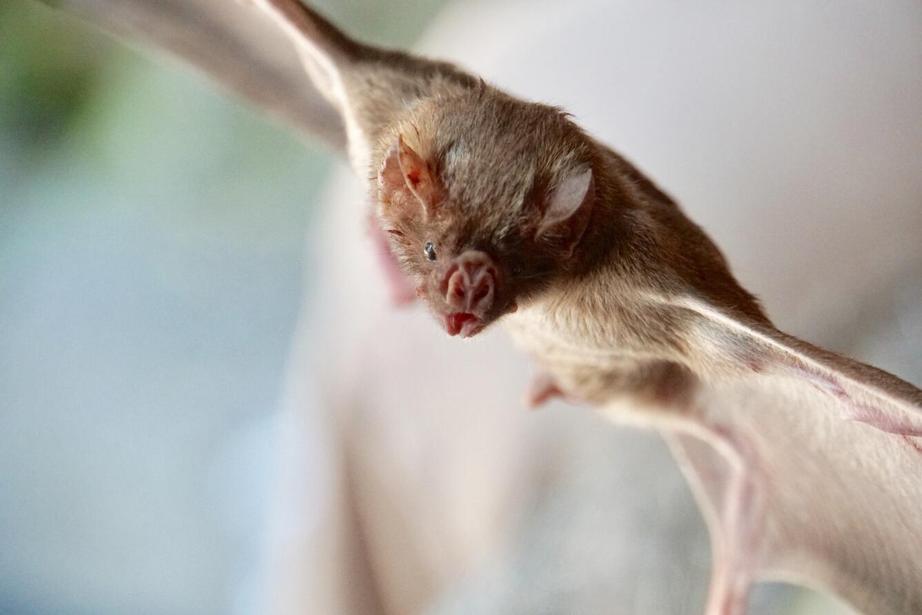 A small brow bat with its wings outstretched.