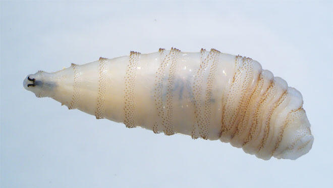 A small transluscent worm with markings that resemble a screw