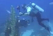 Divers collect samples
