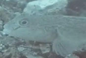video snapshot