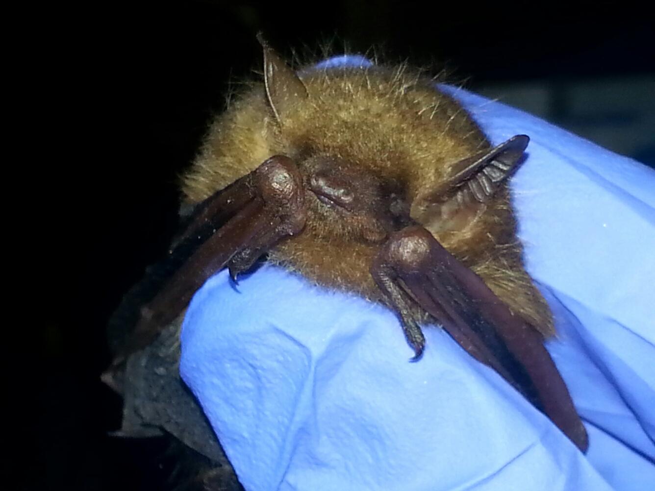 northern long-eared bat with brown hair, person wearing blue gloves