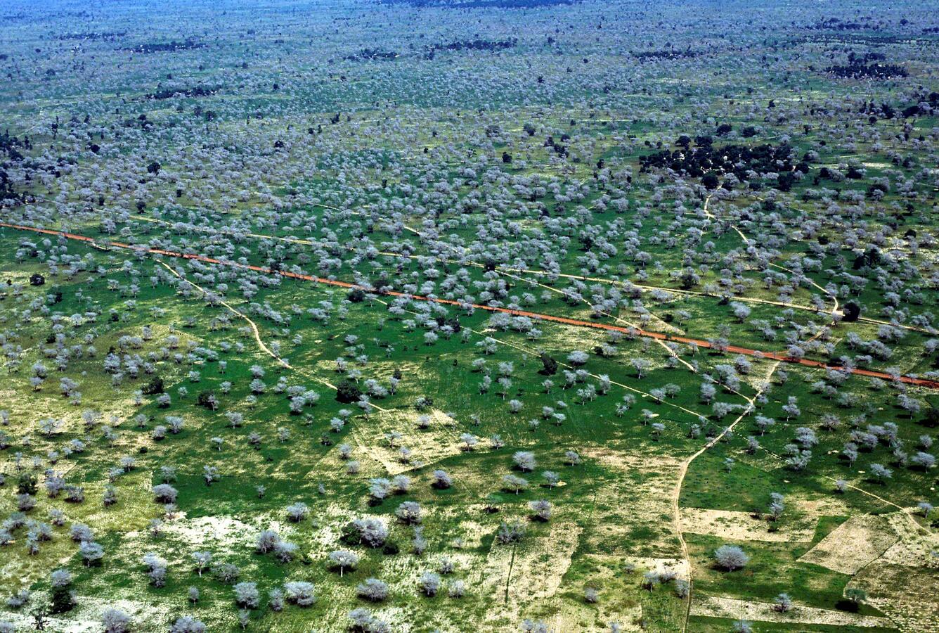 Aerial view of a dense tree parkland on cropland near Bambey, Senegal 
