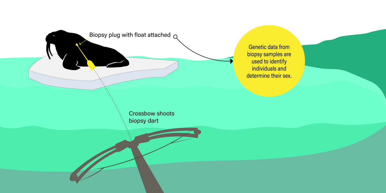 Walrus crossbow graphic showing how a biopsy dart is used to collect tissue samples from Pacific walrus on sea ice. 