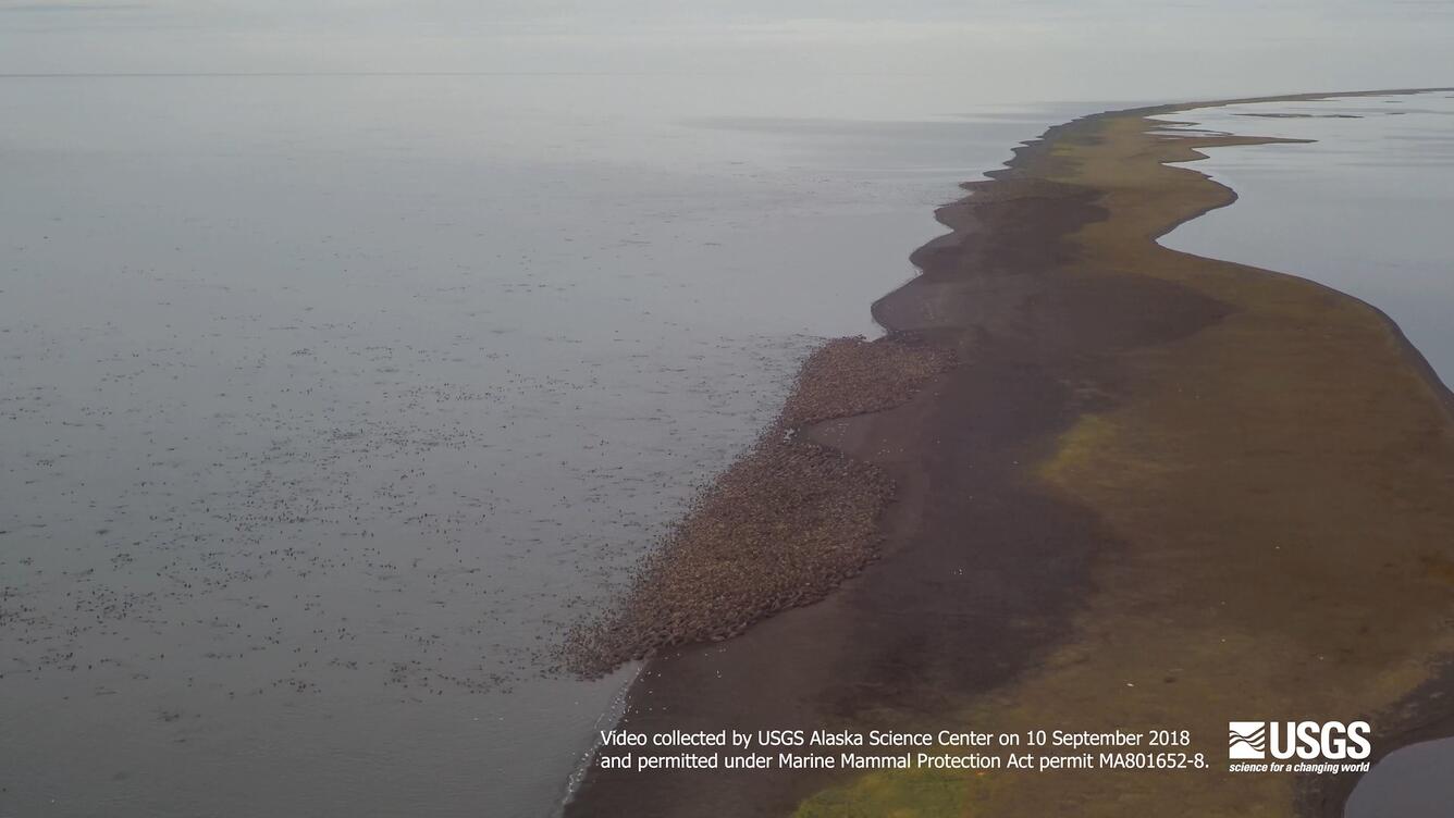 Aerial view of walruses crowded tightly on a thin strip of land surrounded by sea water.