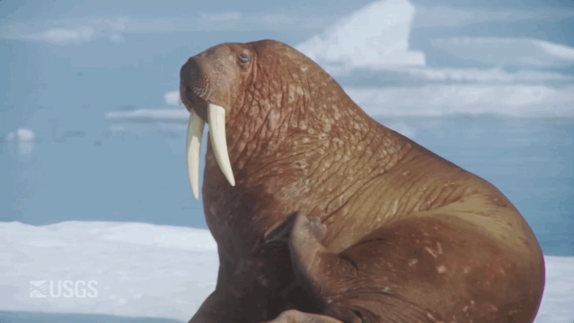 A repeating animated GIF showing a walrus scratching it's side.