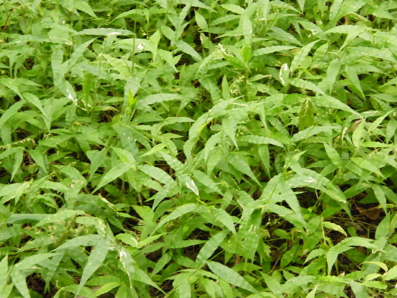 photo of wavyleaf basketgrass