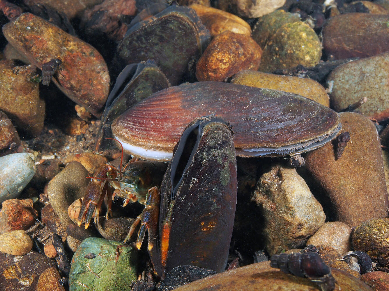 Western pearlshell and crayfish on the rocky bottom of a stream