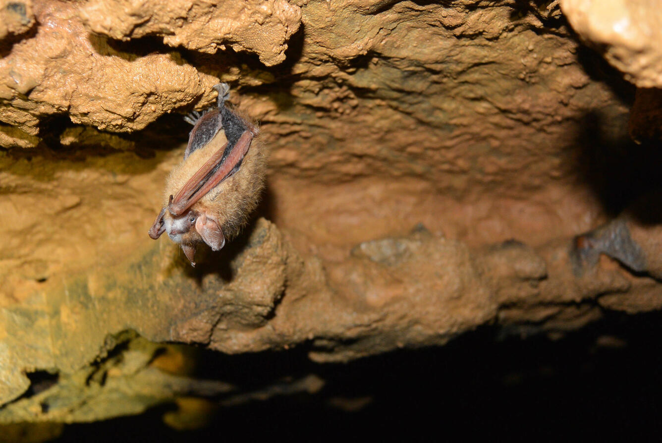 a single bat hangs from the roof of a cave, with fuzzy white fungus growing on the bat's nose