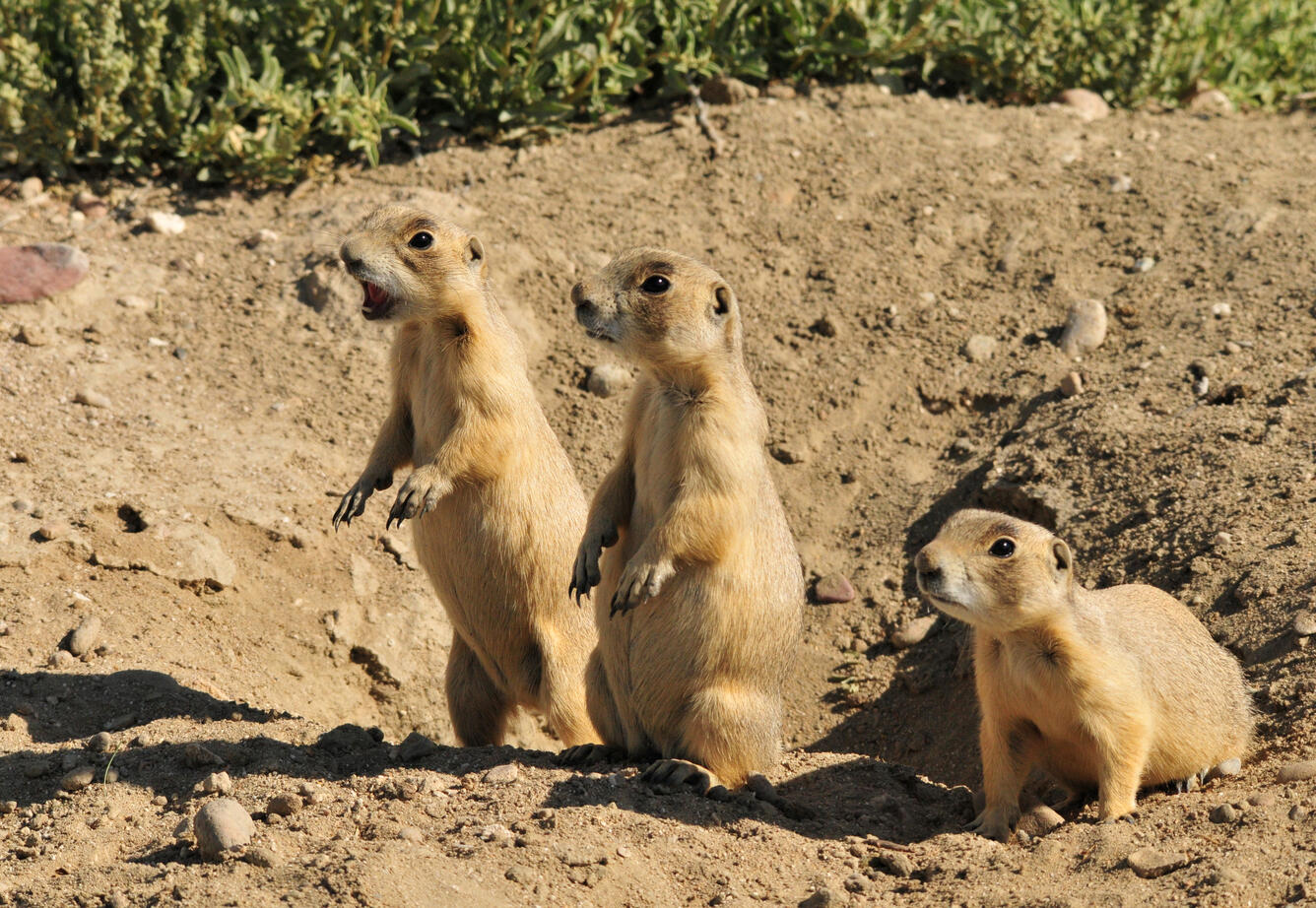 Three white-tailed prairie dogs on Seeksadee National Wildlife Refuge