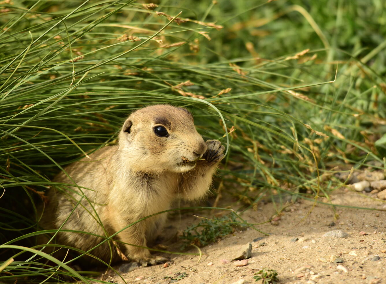 White-tailed prairie dog hiding under long grass