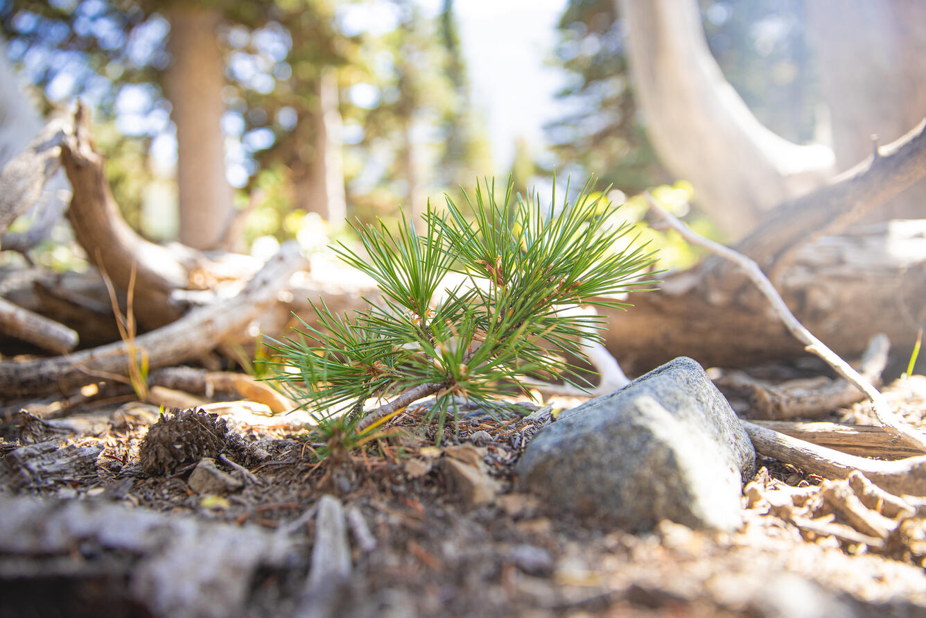 Close up of a Whitebark Pine seedling