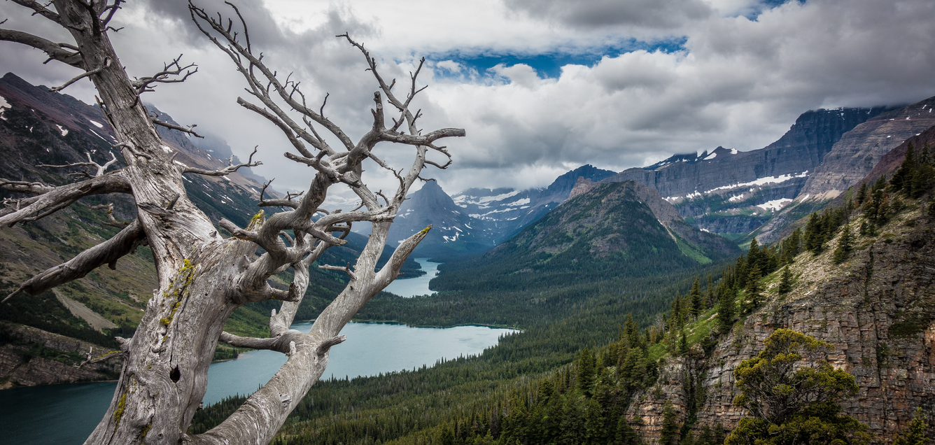 Looking through dead Whitebark Pine at forests, lakes, and mountains in Glacier National Park