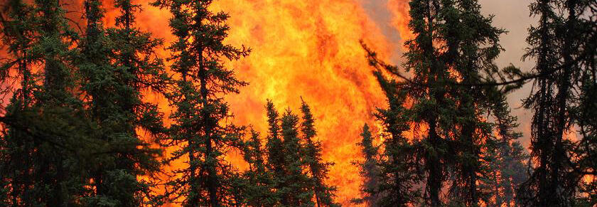 Image of a fire in a forest