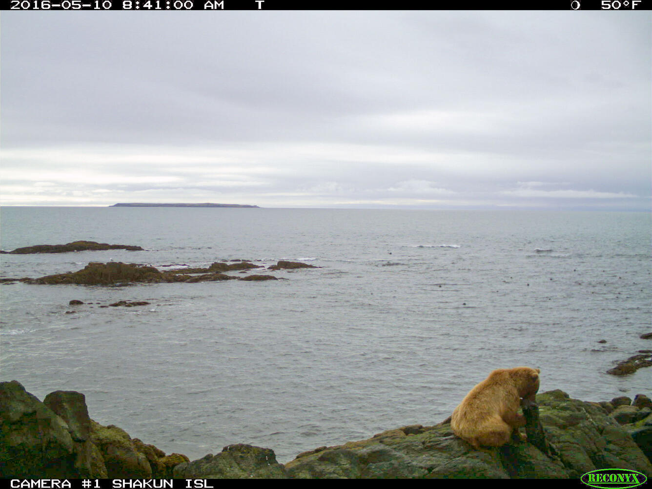 Bear with captured sea otter on rocks near shoreline on Shakun Island off the Katmai coast. Image from a wildlife camera. 