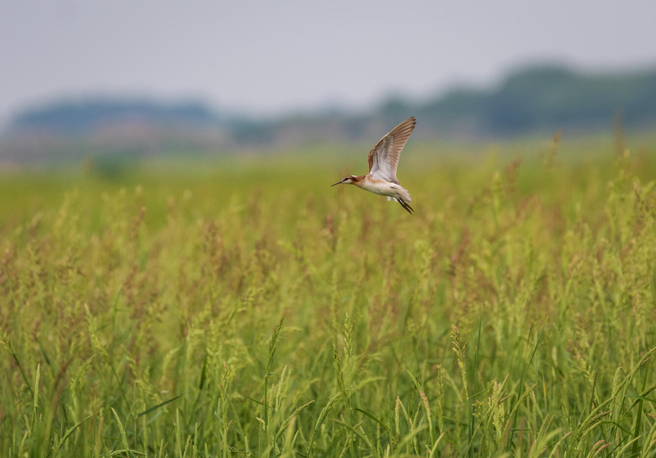 Wilson's phalarope in mid-flight above green prairie grass