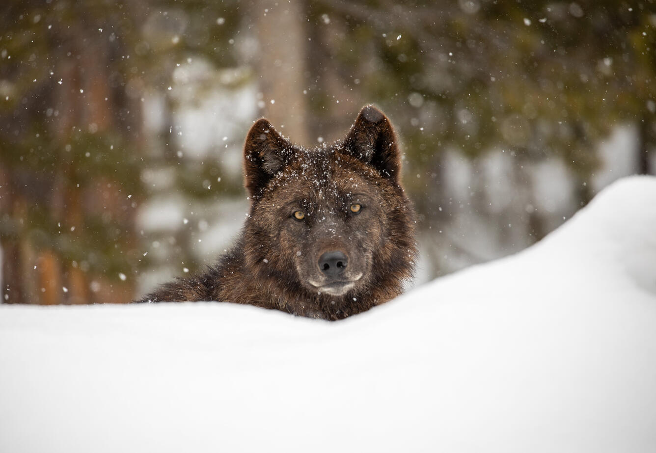 Wolf's head peeking over a snowbank