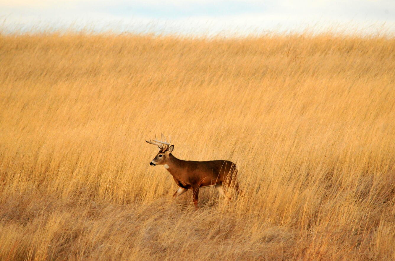 a deer stands within a field of dried grasses