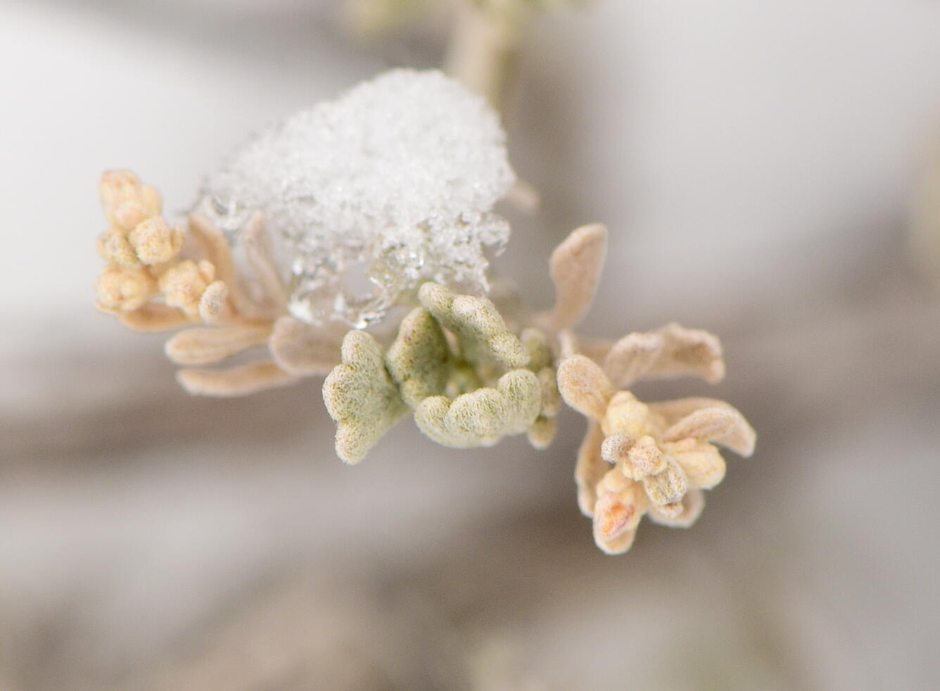 Close up of snow covered leaves of big sagebrush from Wyoming