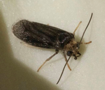 Brown moth on white background