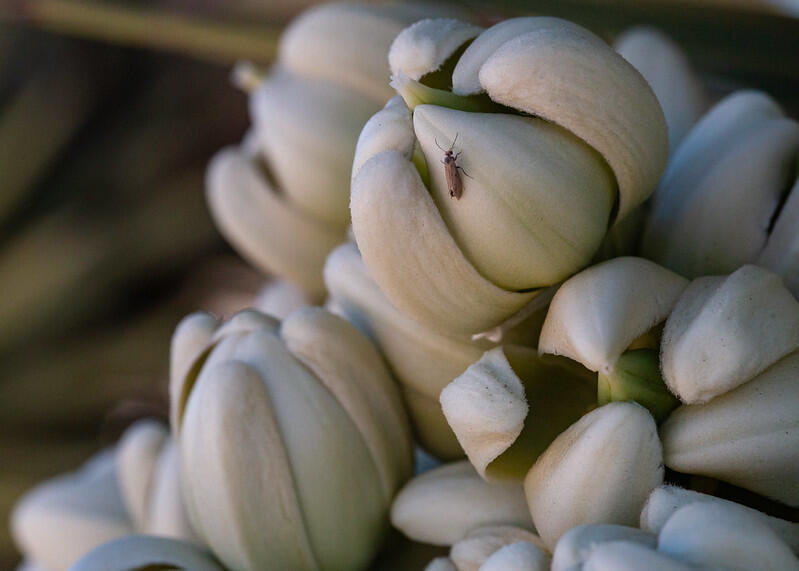 A small nondescript moth crawls on a round, white Joshua tree flower