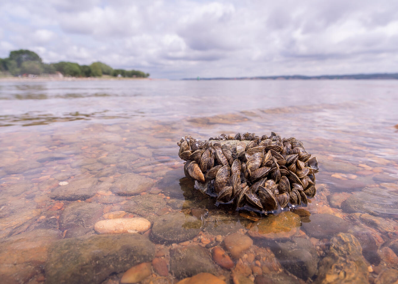 Rock covered with zebra mussels along the shore of a lake